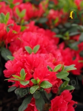 Azalea japonica 'Majas Rubin'